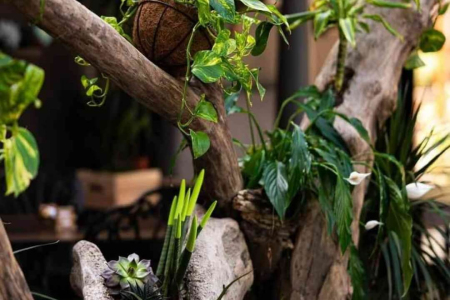 foresta belville enetrijer 6